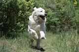 GOLDEN RETRIEVER 1161